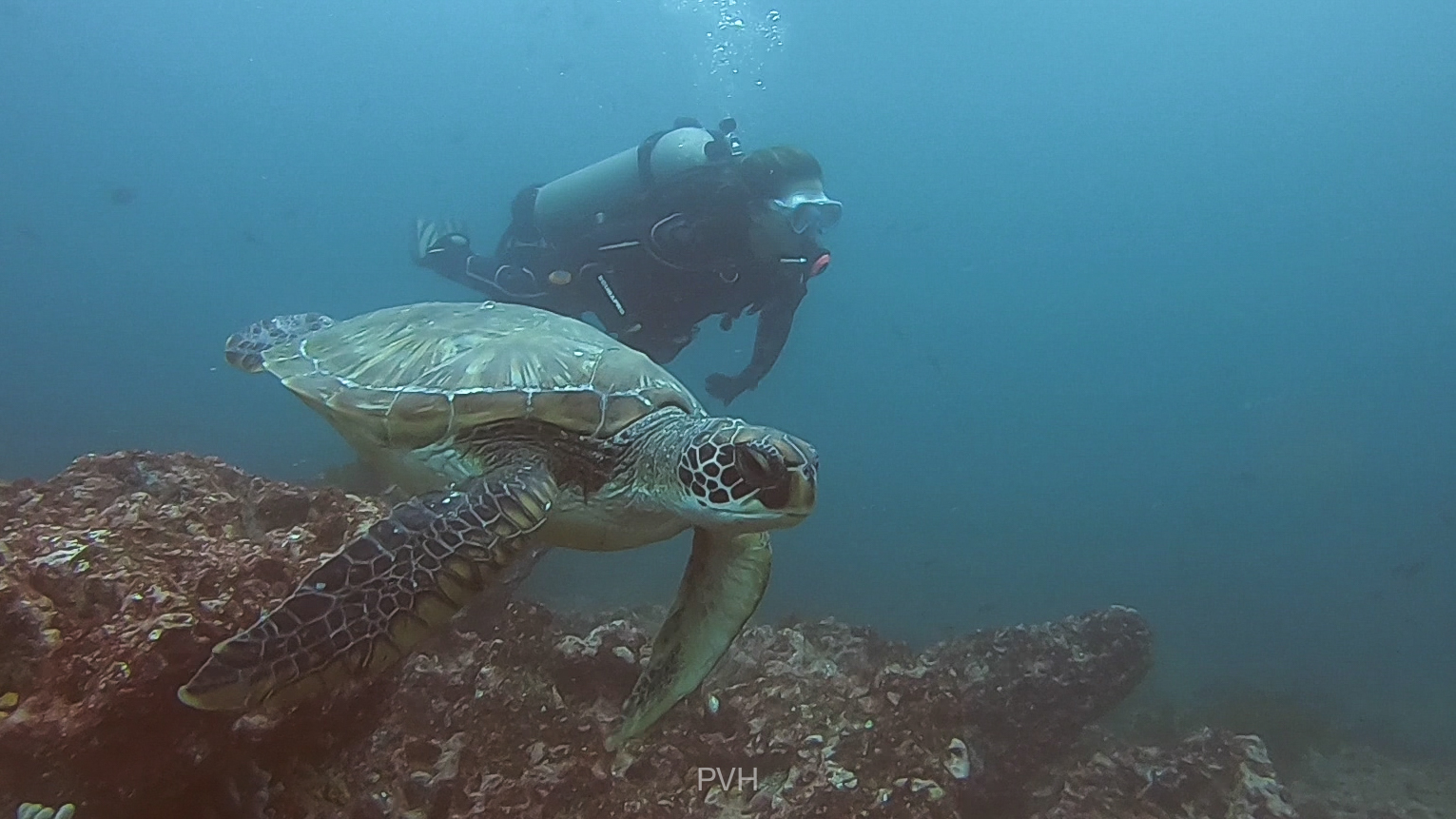 Buceo tortuga marina